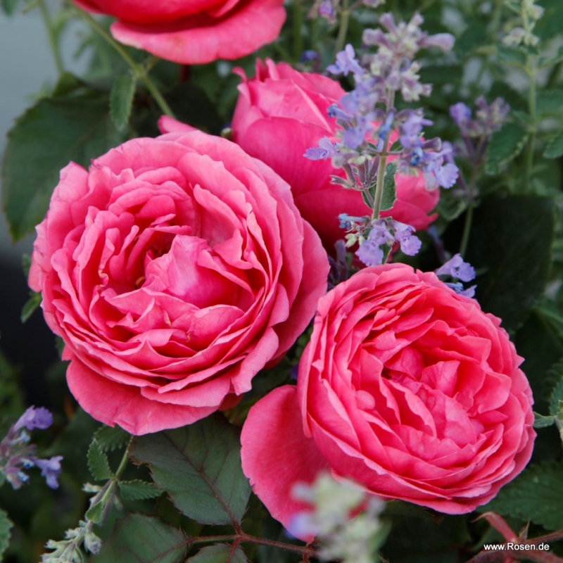 Ruža ´Gartenprinzessin Marie - Jose´