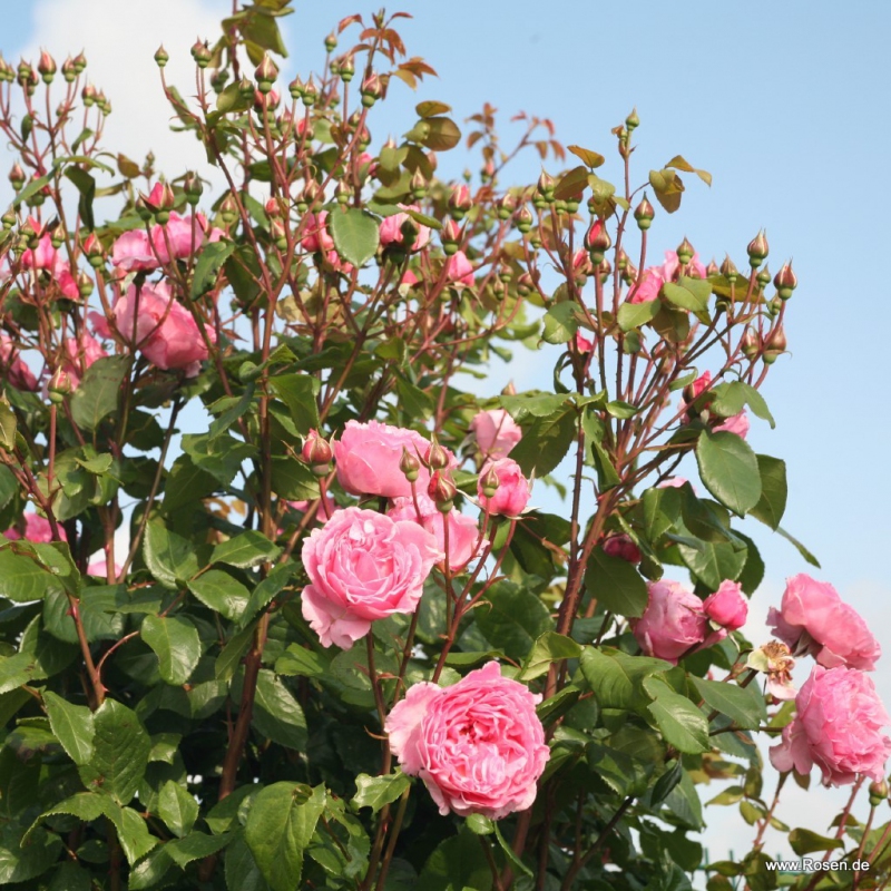 Ruža ´Kiss me Kate´