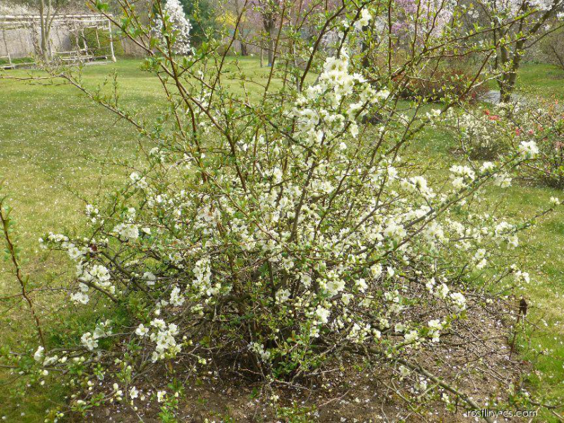 Dulovec nádherný ´Kinshiden´