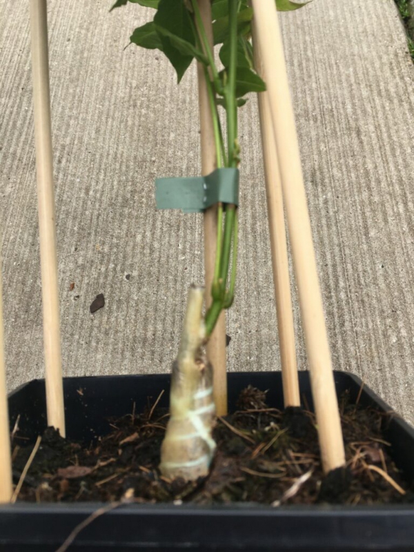 Štepárska gumička 120x3,5mm