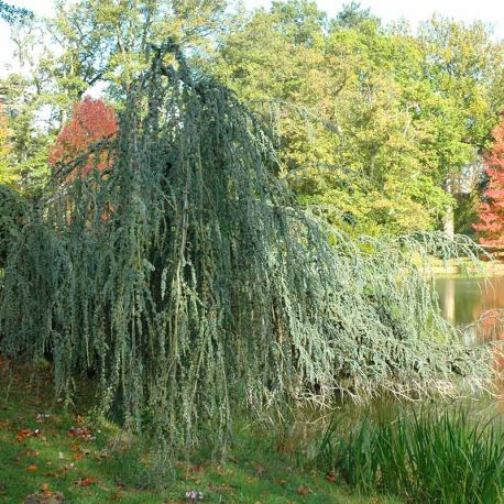 Céder atlantský ´Glauca Pendula´ 150cm