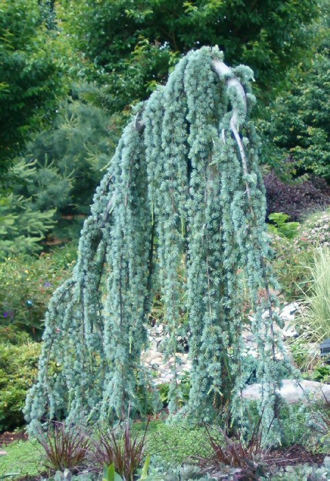 Céder atlantský ´Glauca Pendula´ 150cm