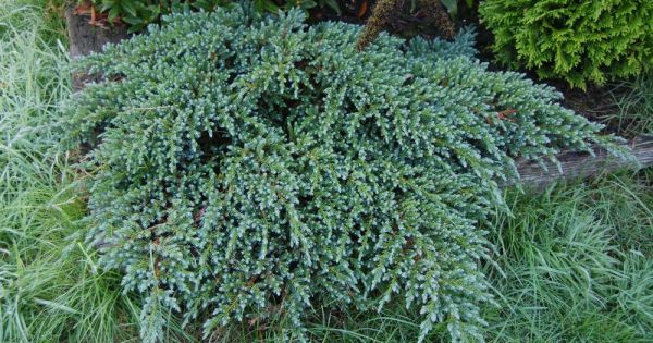 Borievka šupinatá  ´Little Joanna´