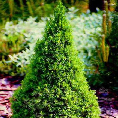 Smrek biely ´Conica´