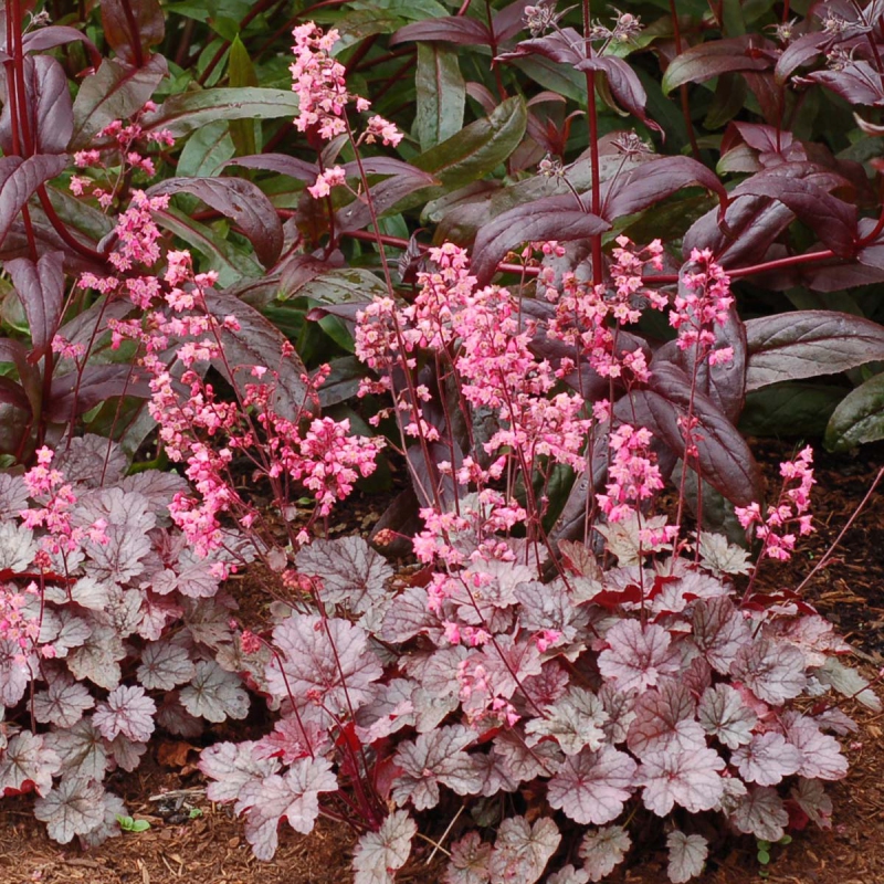 Heuchera ´Milan´