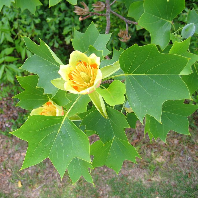 Ľaliovník tulipánokvetý  (Liriodendron tulipifera) 175cm