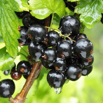 Ríbezľa čierna ‘Titania’ KER