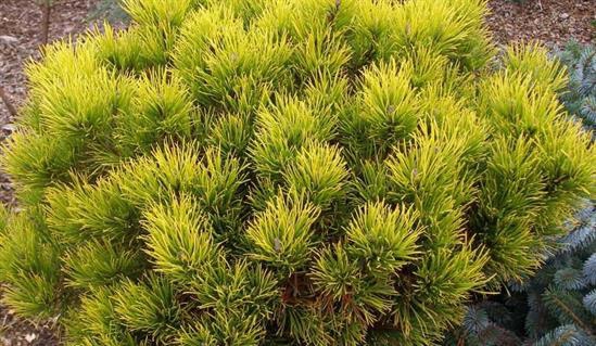 Borovica horská ´Carsten´s Wintergold´ stromčeková