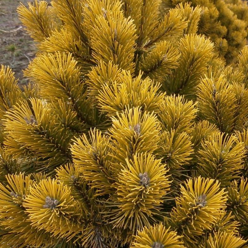 Borovica horská ´Wintergold´