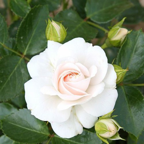 Ruža stromčeková ´WHITE CRYSTAL´