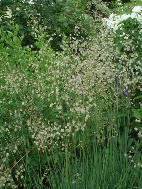 Kraslica prostredná 9x9