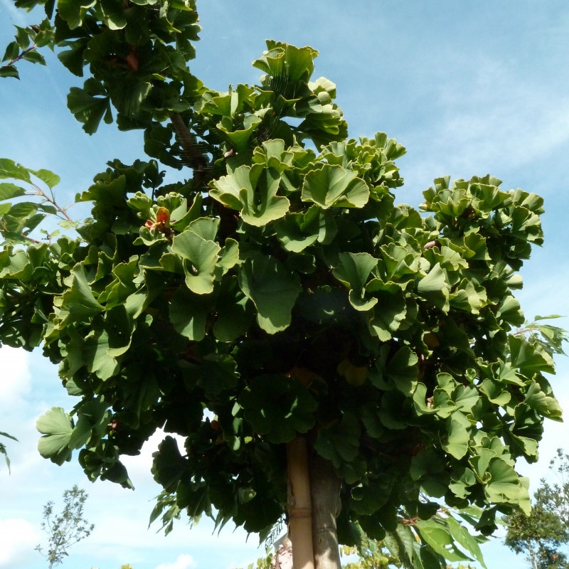 Ginko dvojlaločné ´Troll´ na kmienku