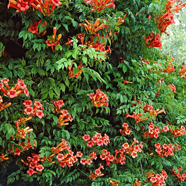 Trubkovec ´Rosso´ na kmienku