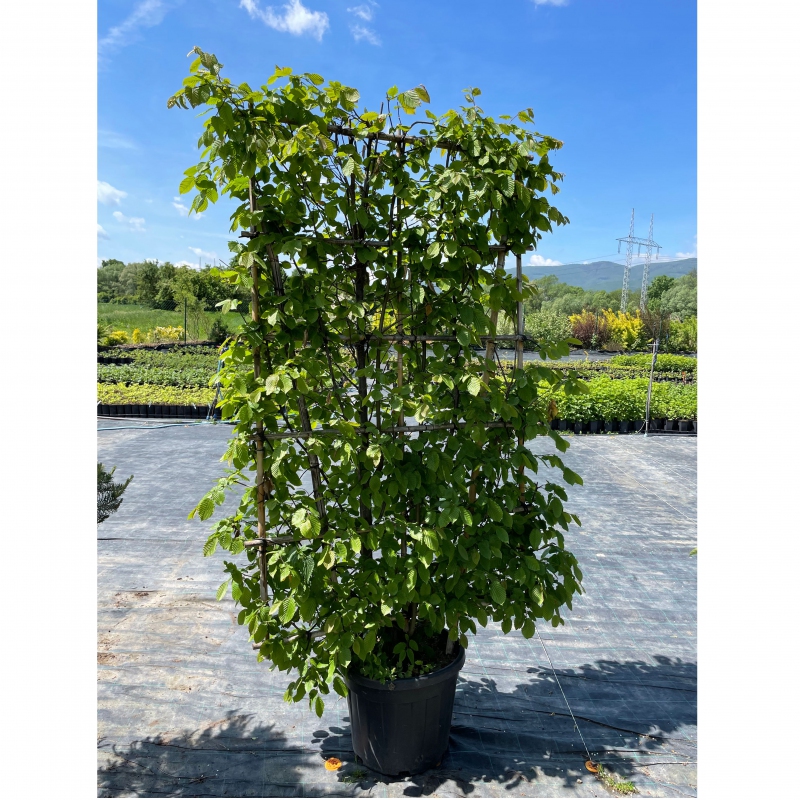 Hrab obyčajný ´Stena 180x120cm´