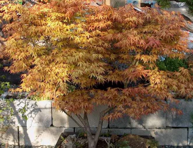 Javor  dlaňovitolistý ´Katsura´