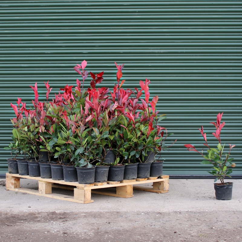 Červienka Fraserova ´Red Robin´ 2l