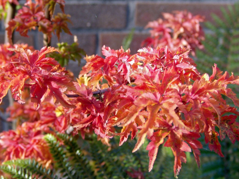 Javor  dlaňovitolistý ´Shishigashira´