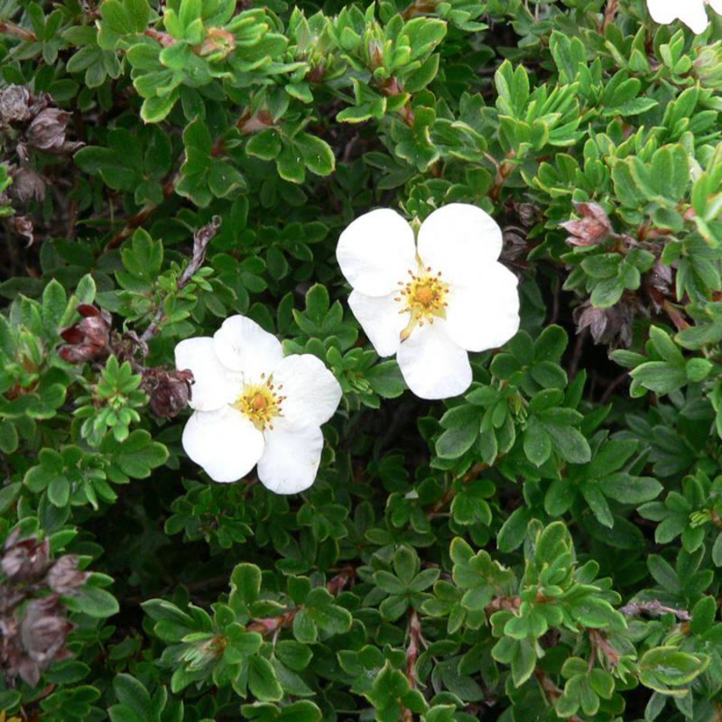 Nátržník krovitý ´Tilford Cream´