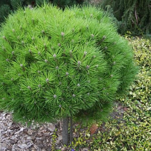 Borovica čierna ’ Brepo´ na kmienku 200cm