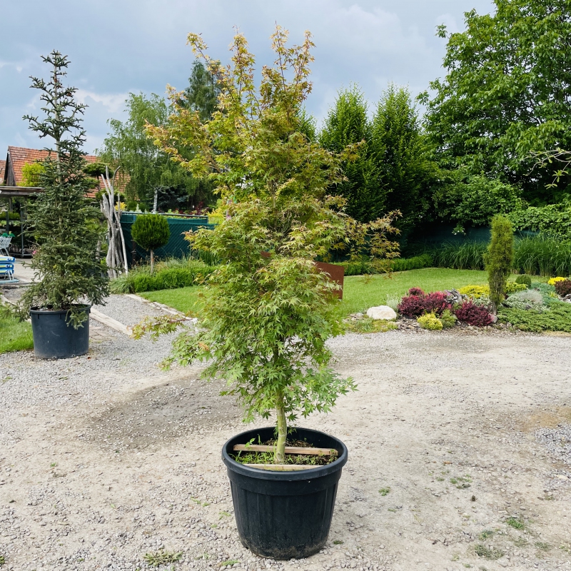 Javor  dlaňovitolistý ´Katsura´