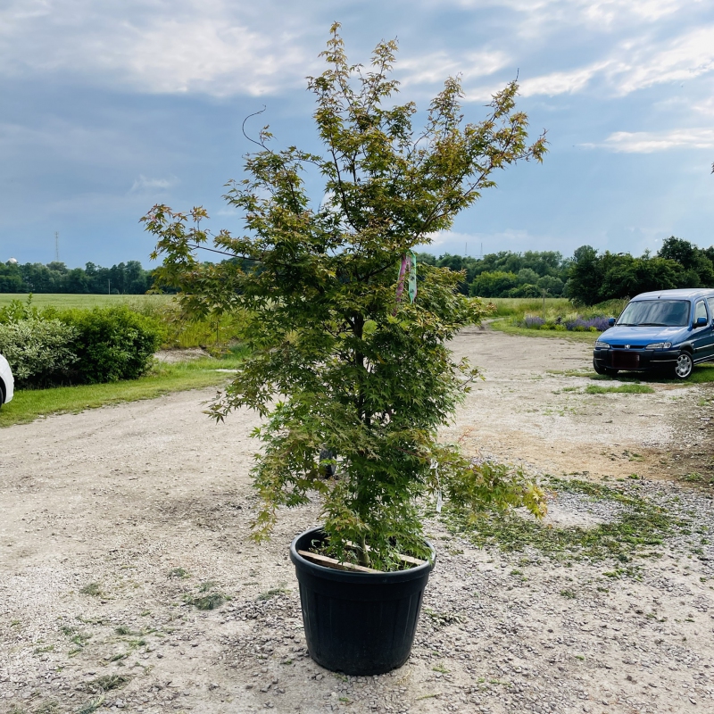 Javor  dlaňovitolistý ´Katsura´