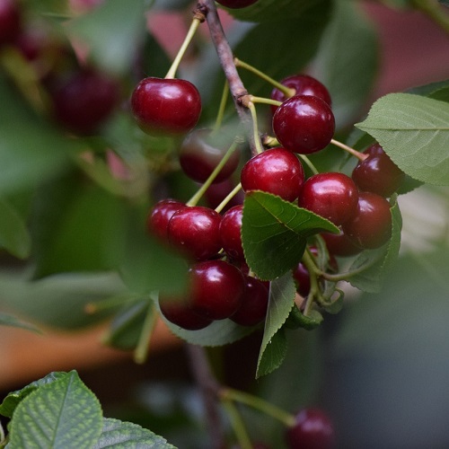 Višňa ´Northstar´ neskorá 5l