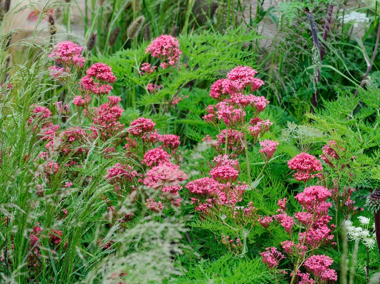 Centrant červený ’Coccineus’