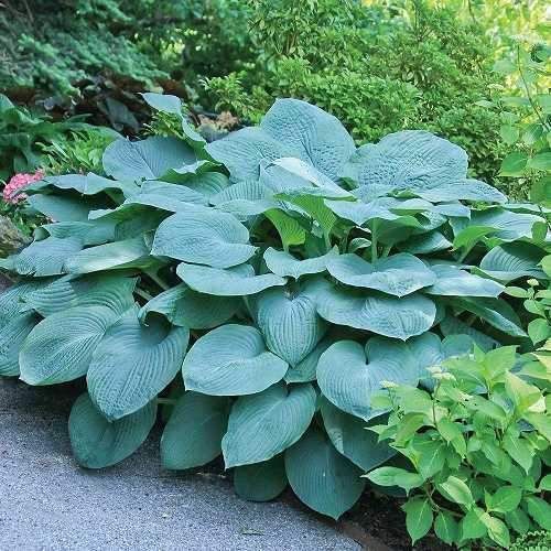 Hosta ´Bressingham Blue´
