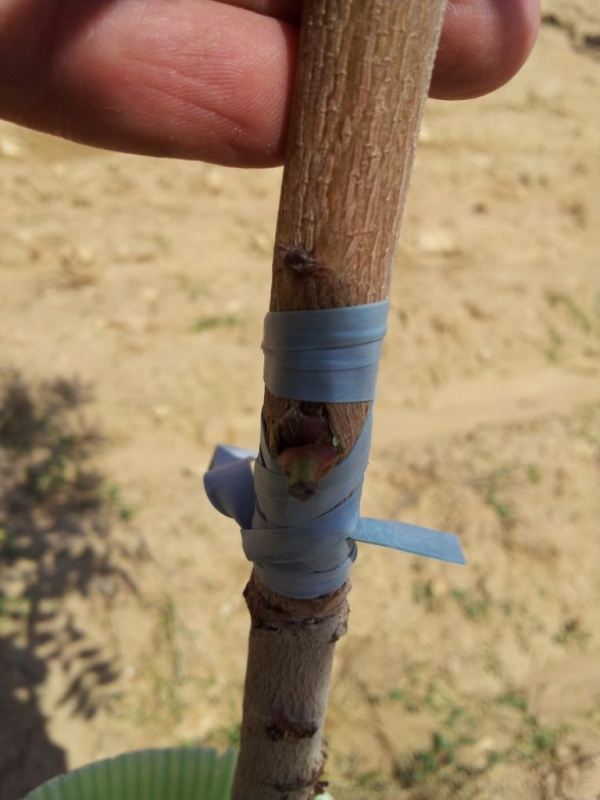 Štepárska gumička 160x4,5mm