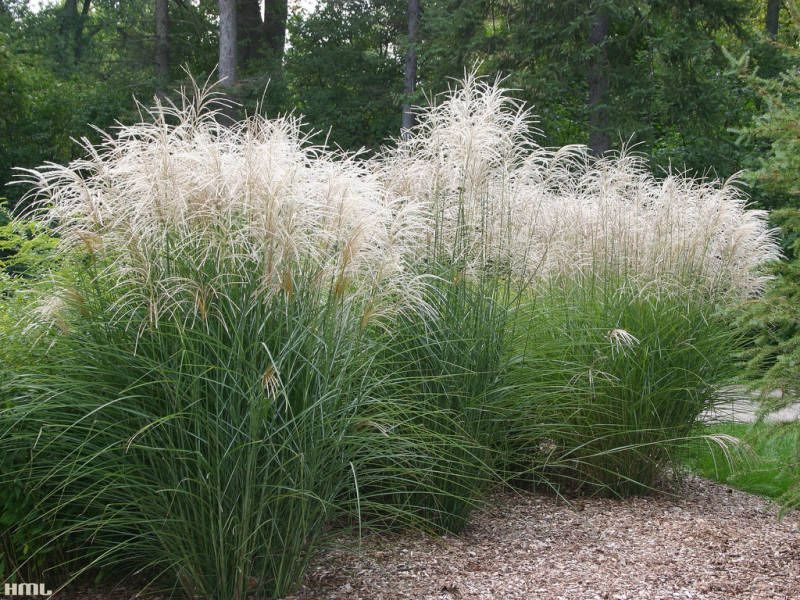 Ozdobnica čínska ´Graziella´