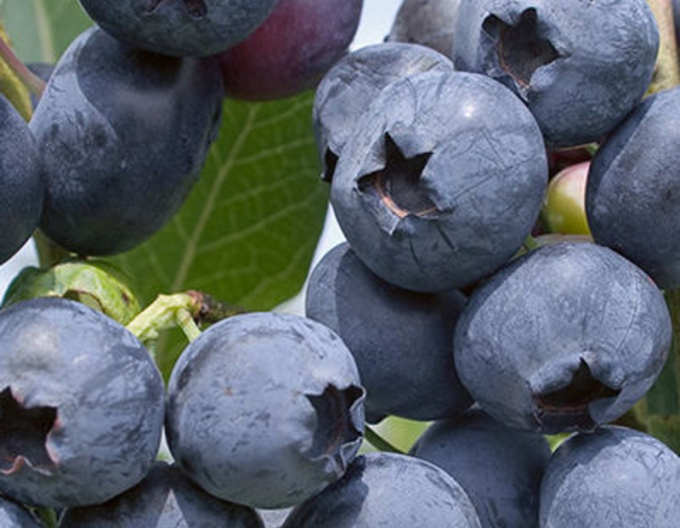 Čučoriedka kanadská ´Polaris´ 5l