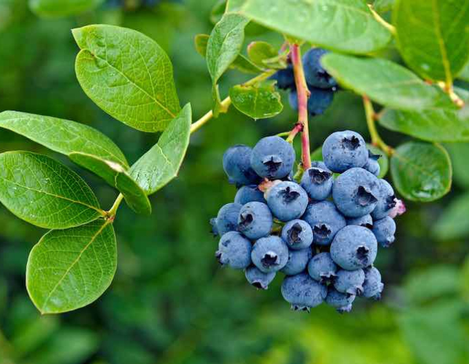 Čučoriedka kanadská ´Polaris´ 5l