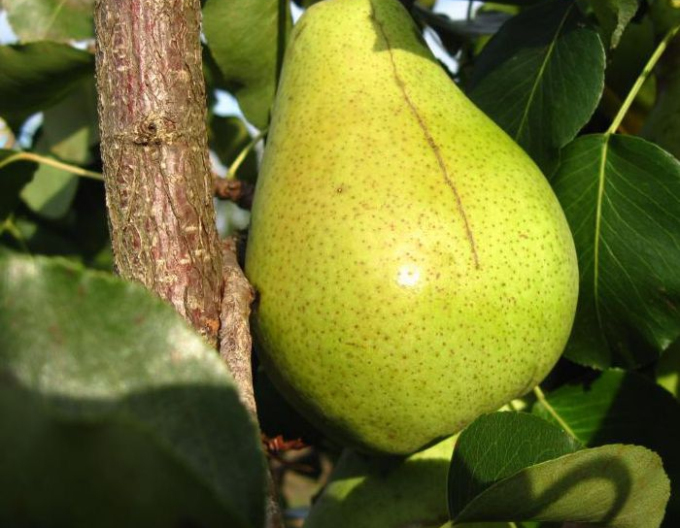 Hruška "Parížanka" zimná, podp. Dula, voľnok.