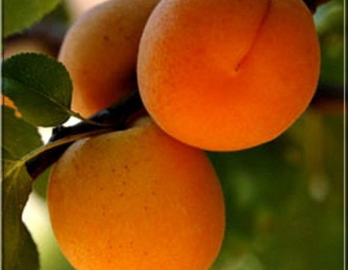 Marhuľa ´Barbora´ poloskorá, podp. Myrobalán, voľnok.