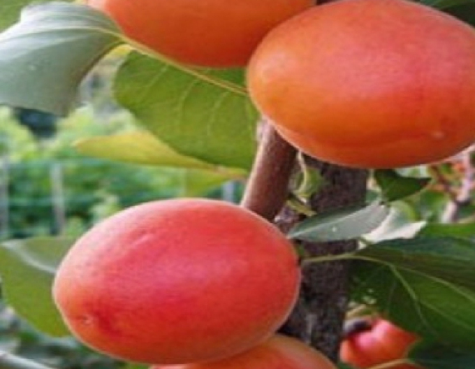 Marhuľa ´Barbora´ poloskorá, podp. Myrobalán, voľnok.