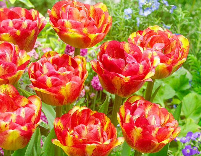 Tulipán plnokvetý ´Sundowner´