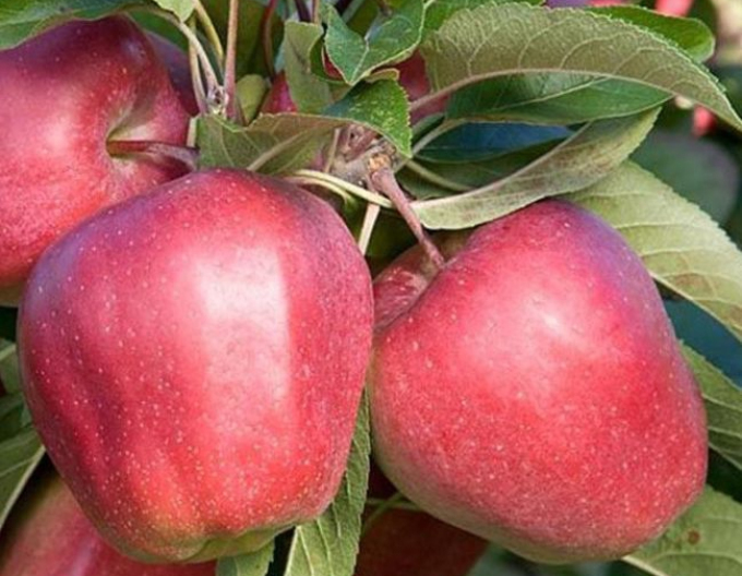 Jabloň ´Gloster´ zimná, podpn. MM106, voľnok.