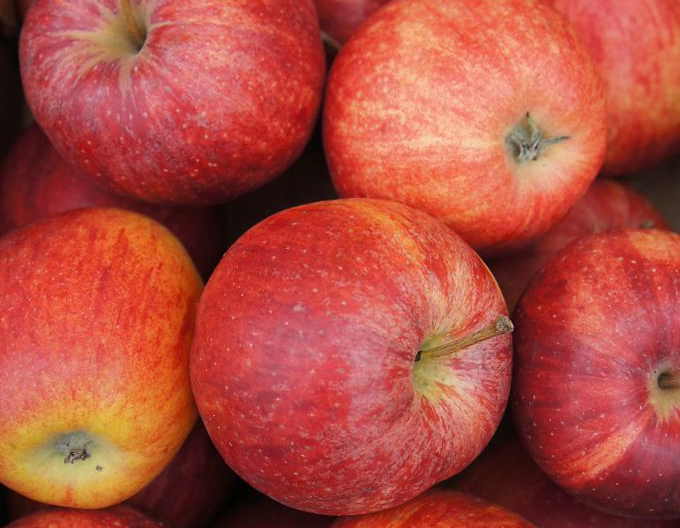 Jabloň ´Gala Mitchgla´ jesenná, podp. M9, voľnok.