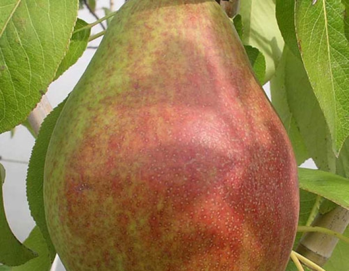 Hruška ´Clappova´ letná, podp. Dula, voľnok.