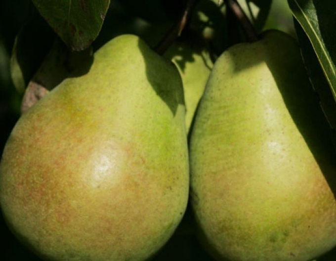 Hruška "Lucasová" zimná, podp.Dula, voľnok.