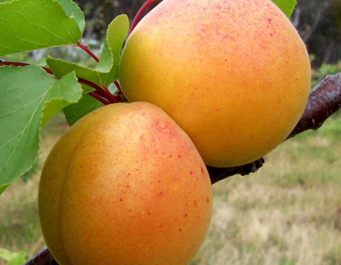 Marhuľa "Maďarská" poloskorá, podp. St. Julien, voľnok.