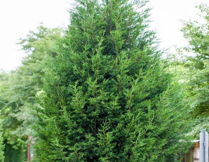 Cyprusovec leylandský ´2001´