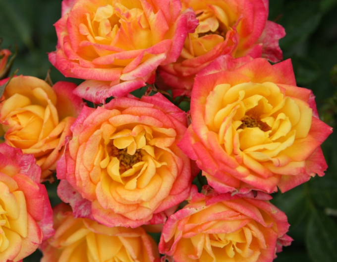 Ruža ´Little Sunset´