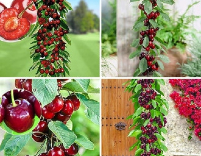 Čerešňa stĺpová ´Queen Marry´, kont. 5l