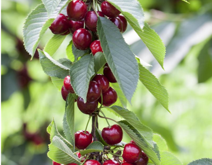 Čerešňa stĺpová ´Viktoria´, kont. 5l