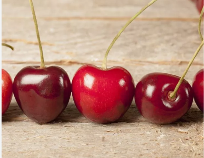 Čerešňa stĺpová ´Sara´, kont. 5l