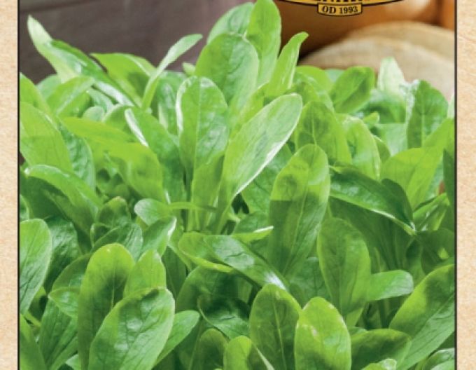 Semenárstvo Valeriánka poľná ´Grote Noordholladse´