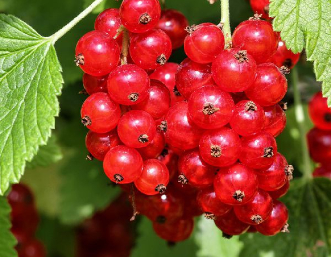 Ríbezľa červená "Jonkheer van tets" KER