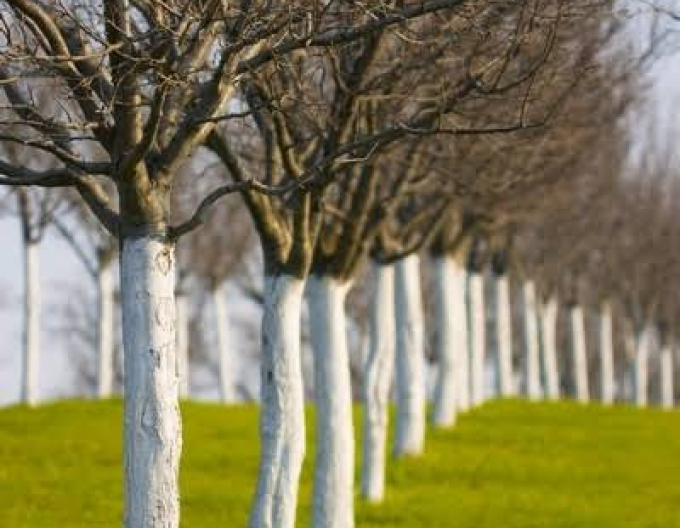 Biovita Vápno na bielenie stromov a kríkov 2kg