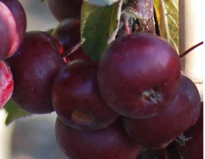 Jabloň stĺpová "Maypole" jesenná, podp. M7, kont. 5L